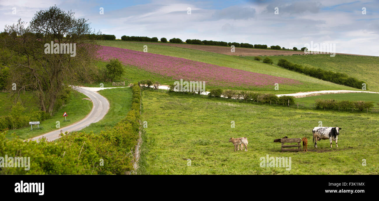 Royaume-uni, Angleterre, dans le Yorkshire East Riding, Askrigg, Brubberdale, champ rempli de Red Campion, Silene dioica fleurs, vue panoramique Banque D'Images
