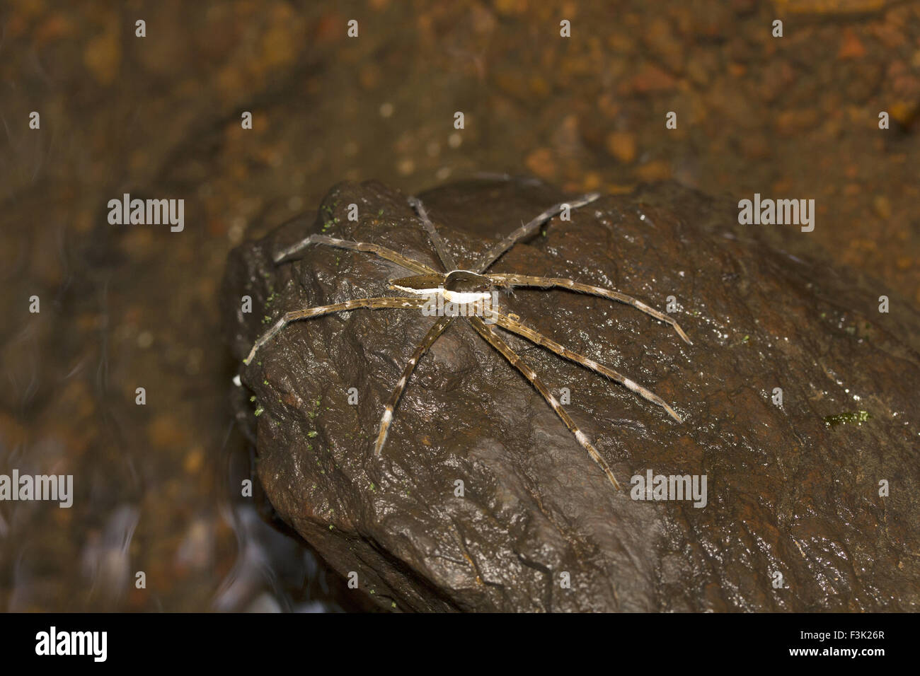 Pêche à l'araignée, Pisauridae, Agumbe ARRSC, Karnataka, Inde Banque D'Images