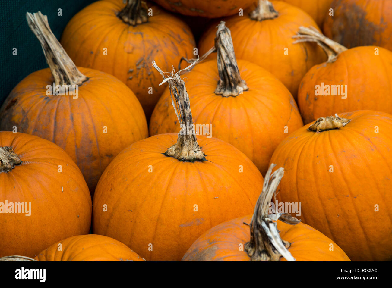 Une collection de citrouilles fraîchement cueillies Banque D'Images