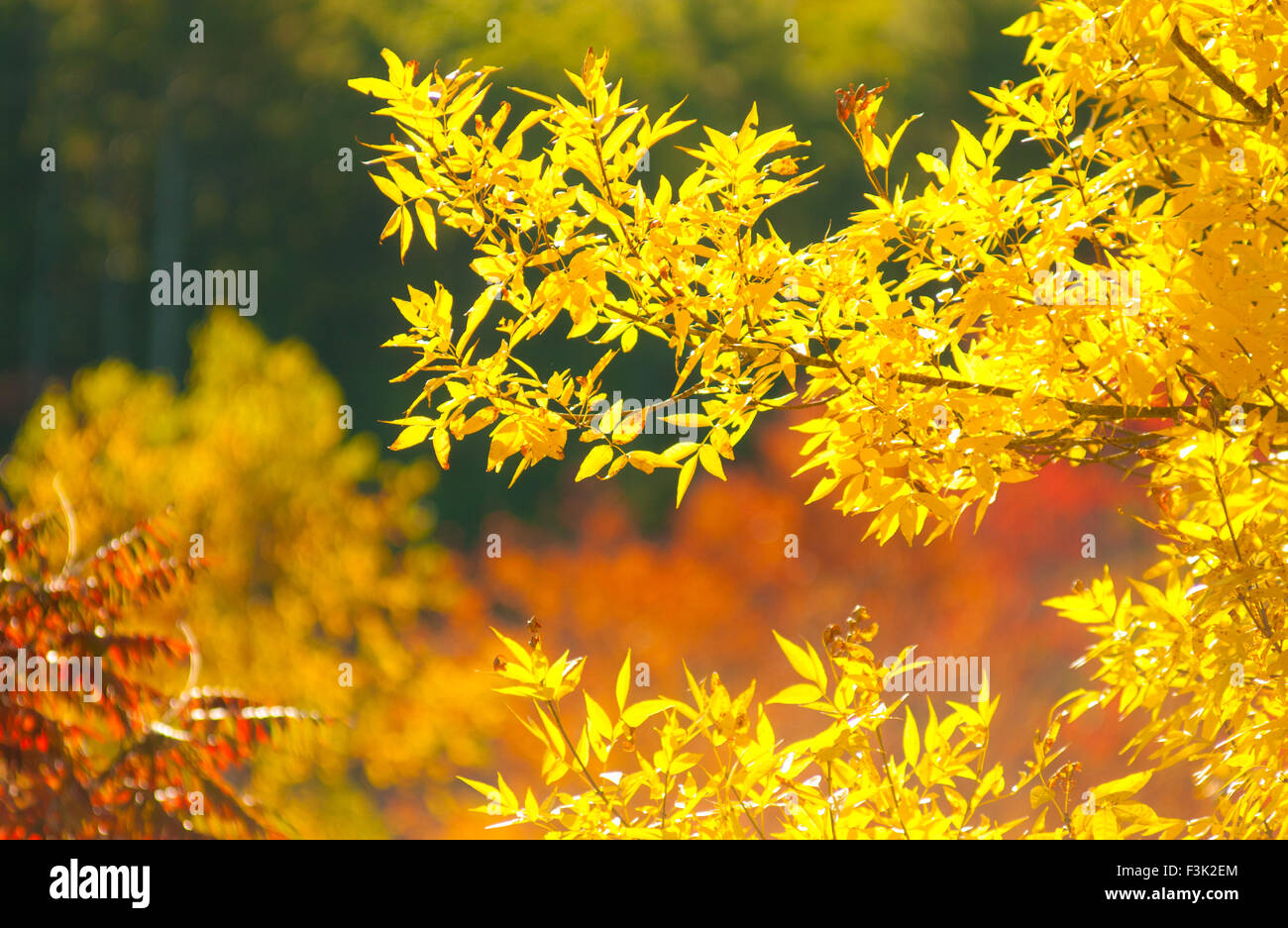 Les feuilles d'automne dans le New Hampshire, USA Banque D'Images Les feuilles d'automne dans le New Hampshire, USA Banque D'Images