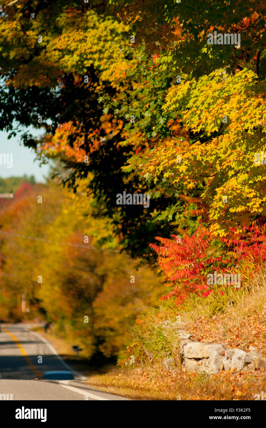 Feuillage d'automne par un mur en pierre à Bedford, New Hampshire, USA. Banque D'Images Feuillage d'automne par un mur en pierre à Bedford, New Hampshire, USA. Banque D'Images