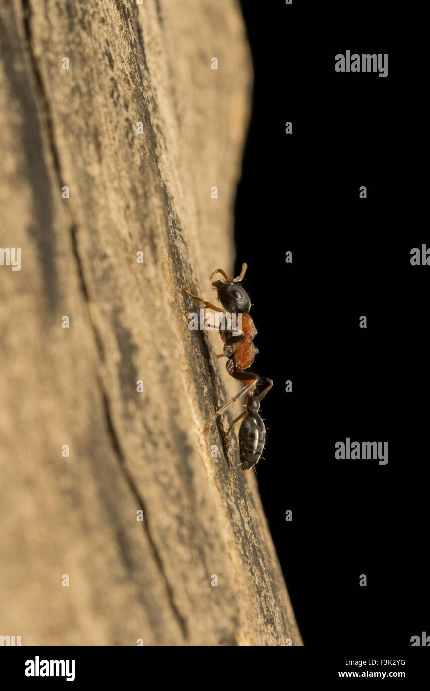 Ant bicolore arboricole, Formicidae, Aarey Milk Colony Mumbai , Inde Banque D'Images