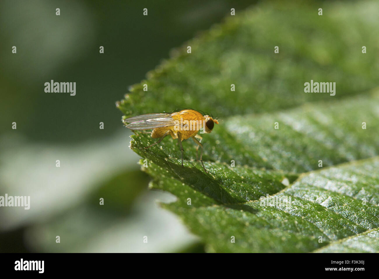 Les mouches à fruits (Drosophila sp, Drosophilidae, Aarey Milk Colony Mumbai , Inde Banque D'Images