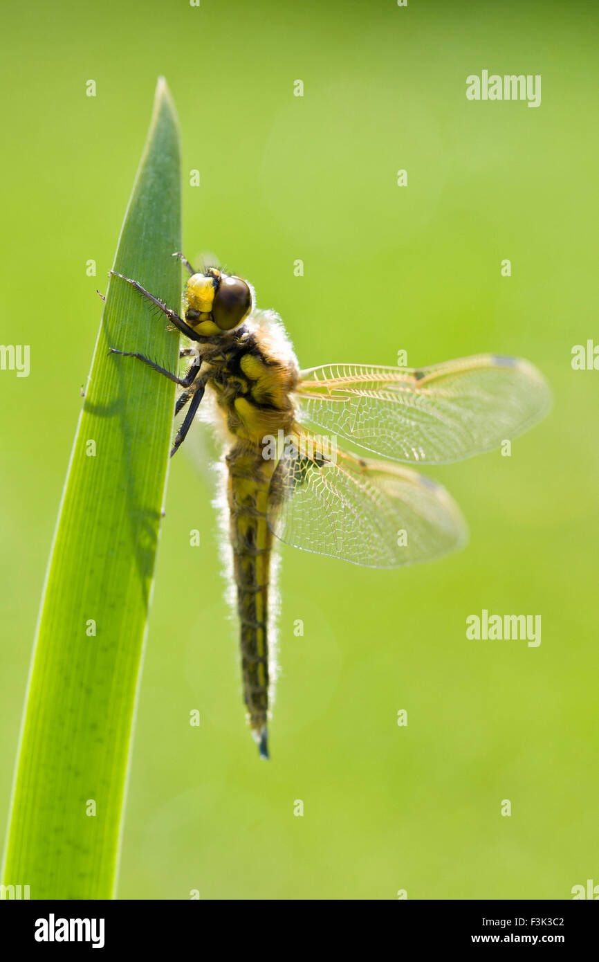 Fraîchement émergées Spot 4 Libellule Ailes Séchage Chaser sur feuille d'Iris - Libellula quadrimaculata Banque D'Images