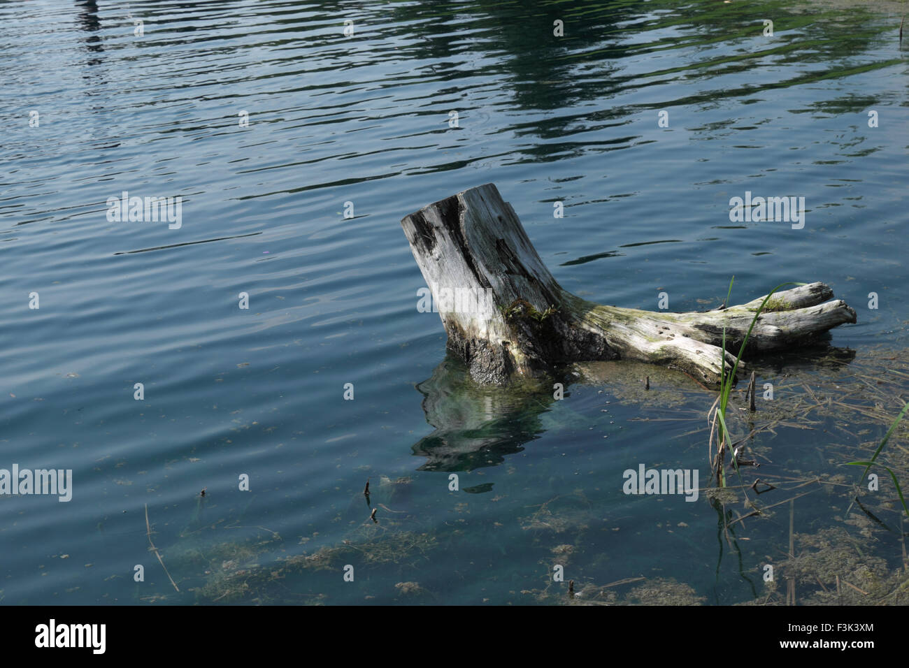 Souche bois flottant dans un étang à mi-Michigan. Banque D'Images