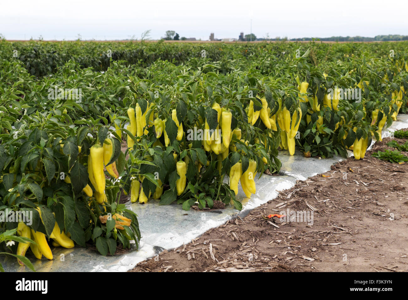 Piments bananes poussant dans un champ dans le nord de l'Illinois. Banque D'Images