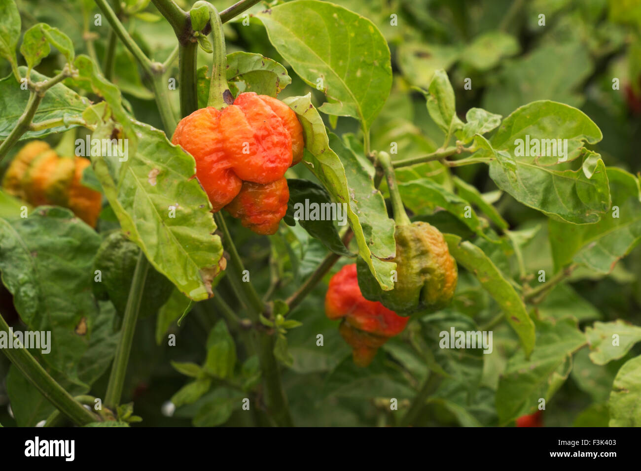 Poivrons fantôme sur la plante mûrit dans un champ près d'Hébron, Illinois, États-Unis Banque D'Images