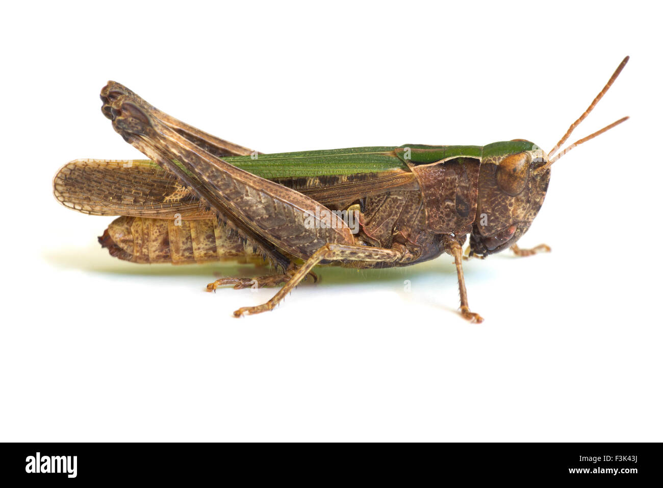 Grasshopper Banque D'Images