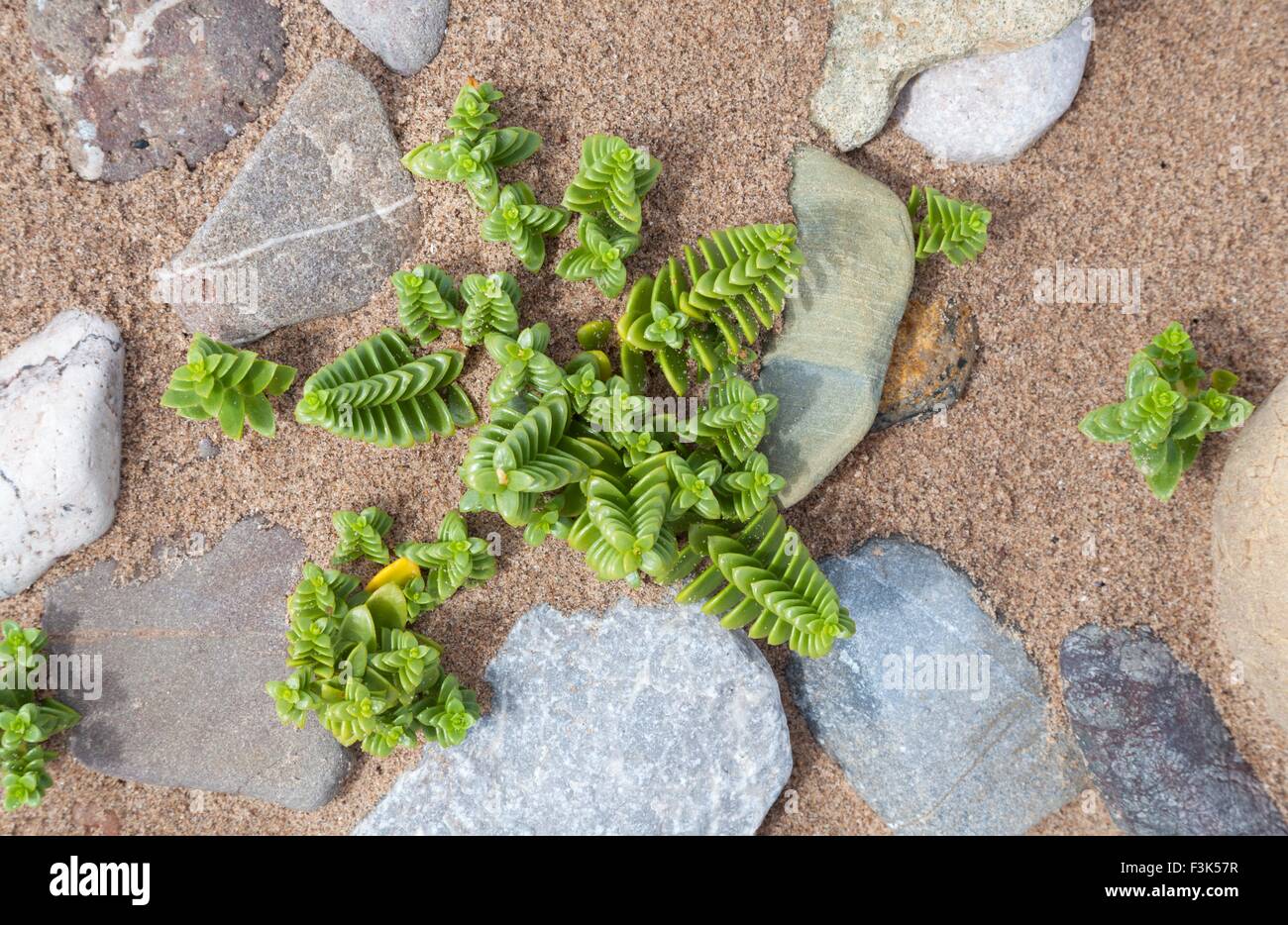 La Pagode rouge Crassula corymbulosa, plante Banque D'Images