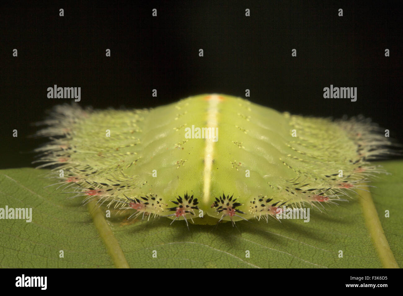 Chenille couronnée de Slug, ISA textula, famille des Limacodidae, Trishna, Tripura , Inde Banque D'Images