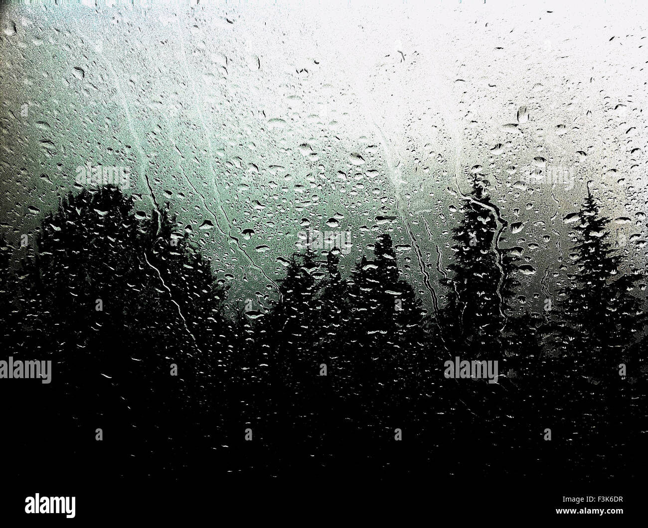 La pluie sur la vitre d'abstract de pins. Banque D'Images