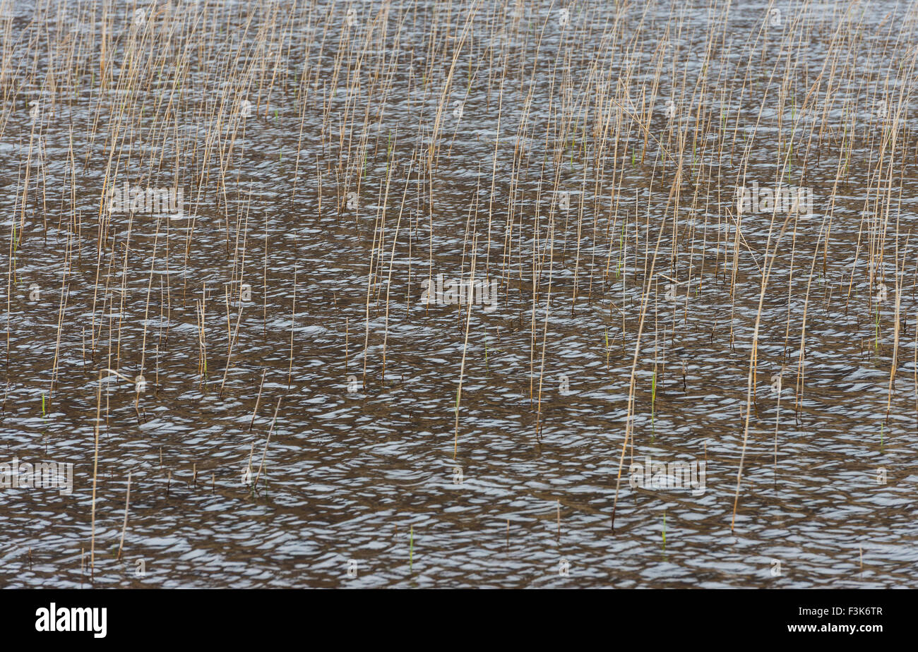 Brown reed dans l'eau brune annonce une structure graphique sur l'île de Skye en Ecosse. Banque D'Images