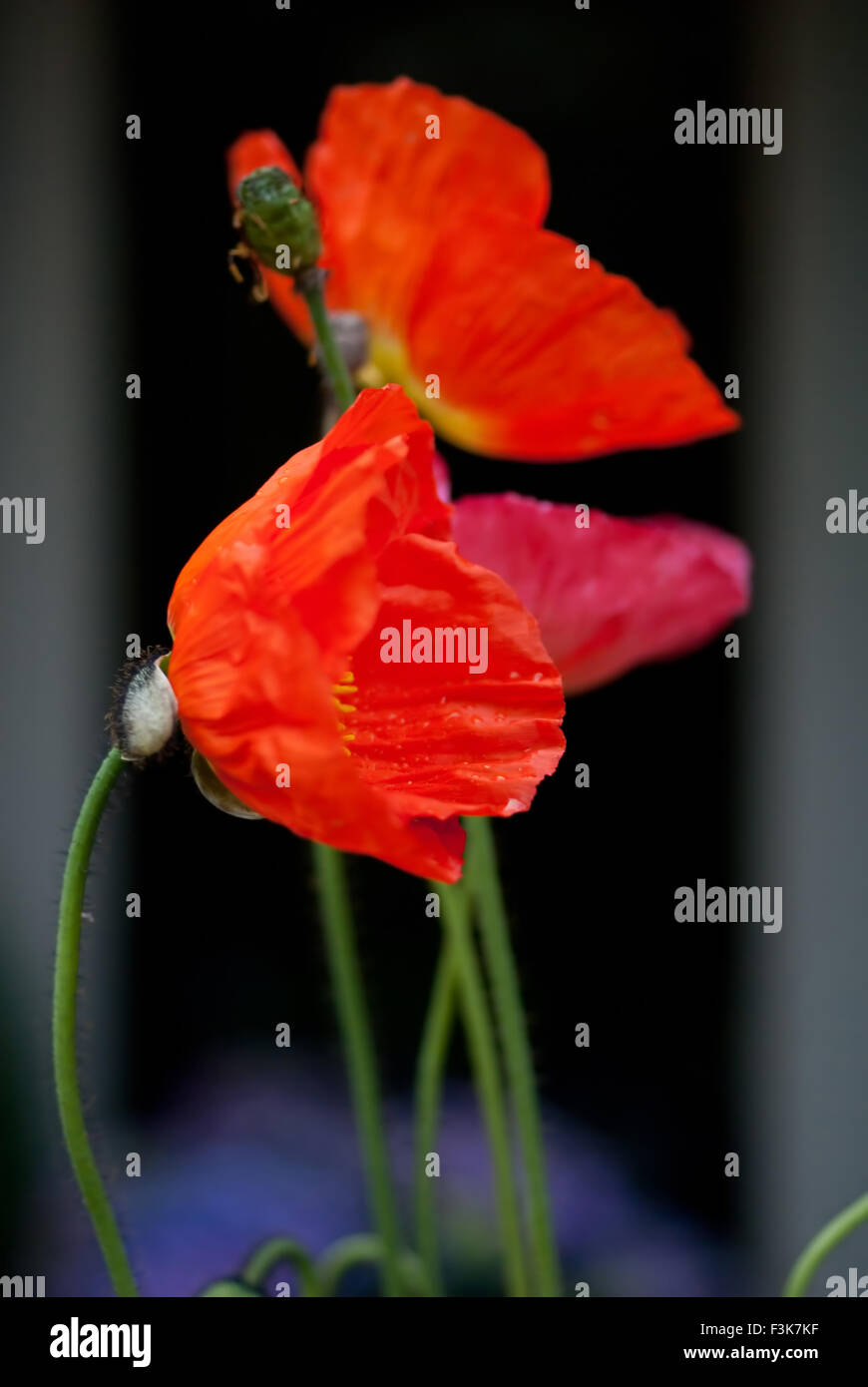 Coquelicots rouges Banque D'Images