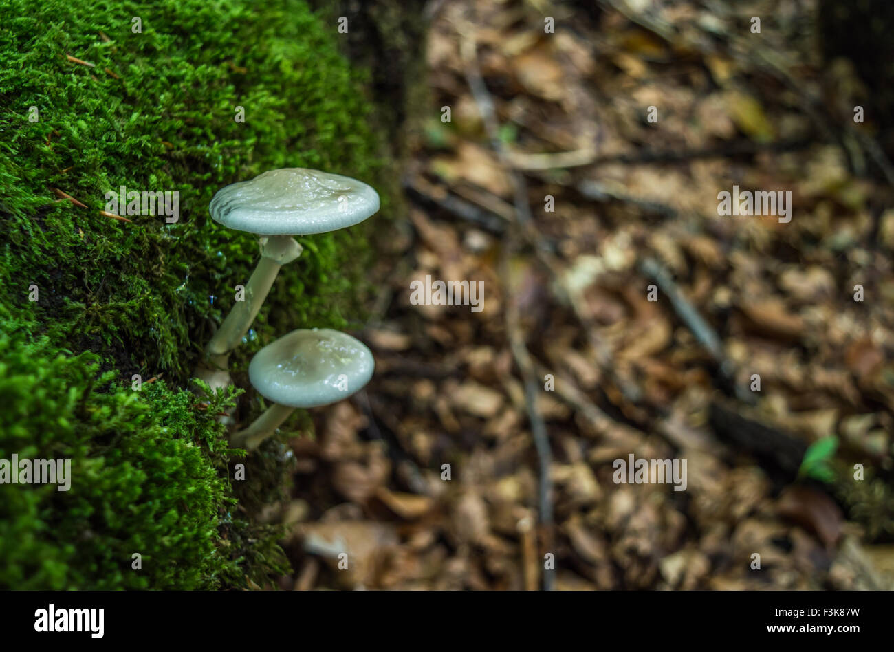 Deux champignons dans les bois Banque D'Images