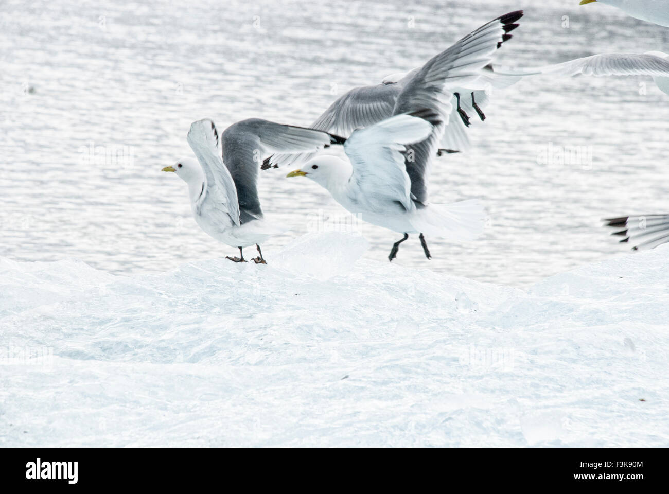 Le goéland, Larus hyperboreus, en vol, Spitzberg, archipel du Svalbard, Norvège Banque D'Images