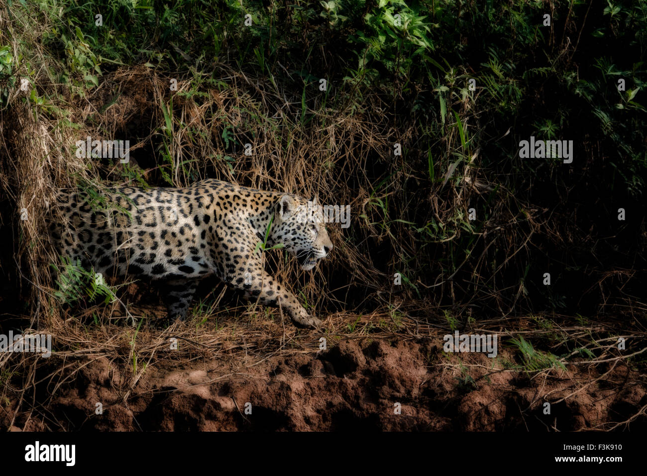 Profil d'une Jaguar, Panthera onca, chasse le long d'une rivière dans le Pantanal, Mato Grosso, Brésil, Amérique du Sud Banque D'Images