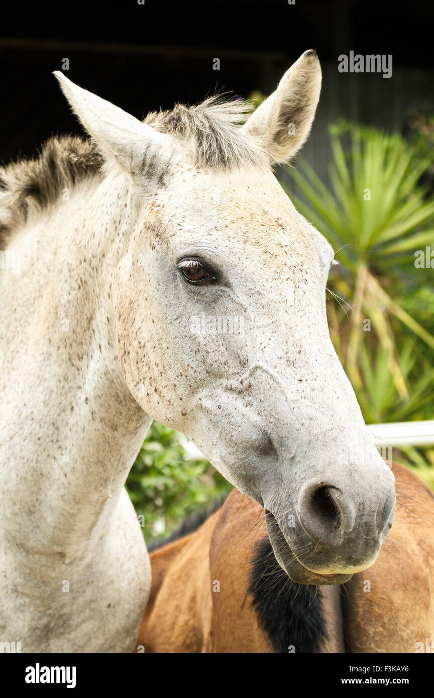 Mare blanche avec un oeil fixe dans une Open Green Meadow Banque D'Images