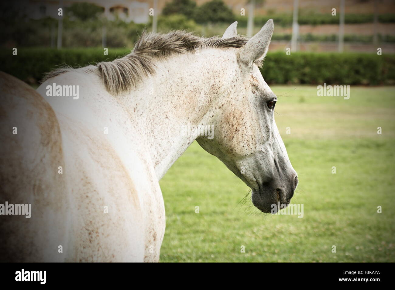 Mare blanche marche loin dans un pré vert Banque D'Images