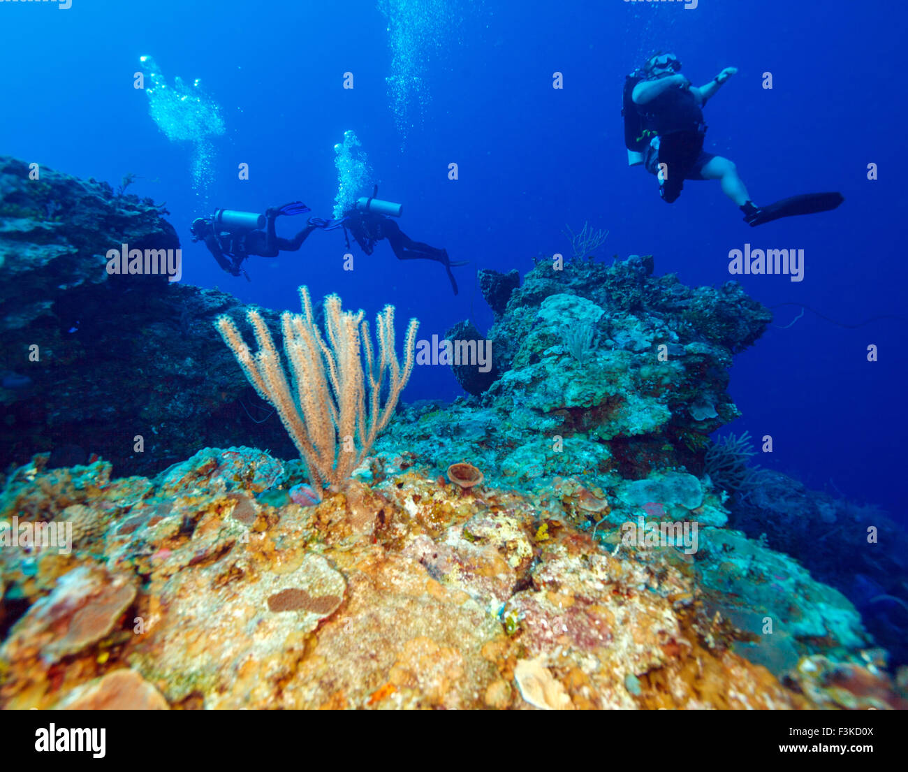 Colourfull reef et groupe de plongeurs, Cayo Largo, Cuba Banque D'Images