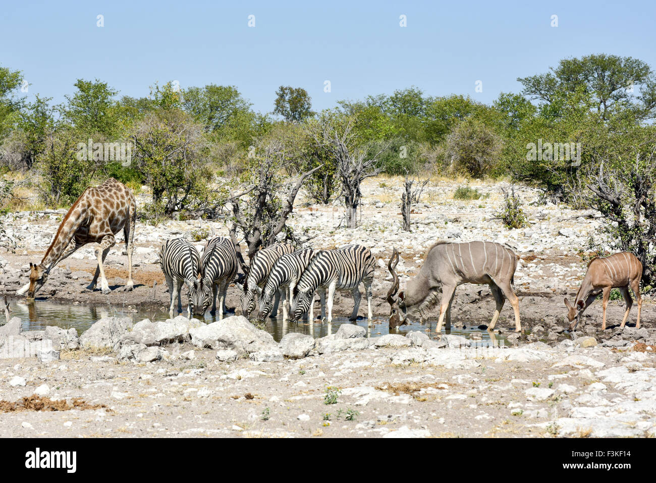 Zèbre et girafe boire à un trou d'eau à l'état sauvage dans le parc national d'Etosha, Namibie, Afrique. Banque D'Images