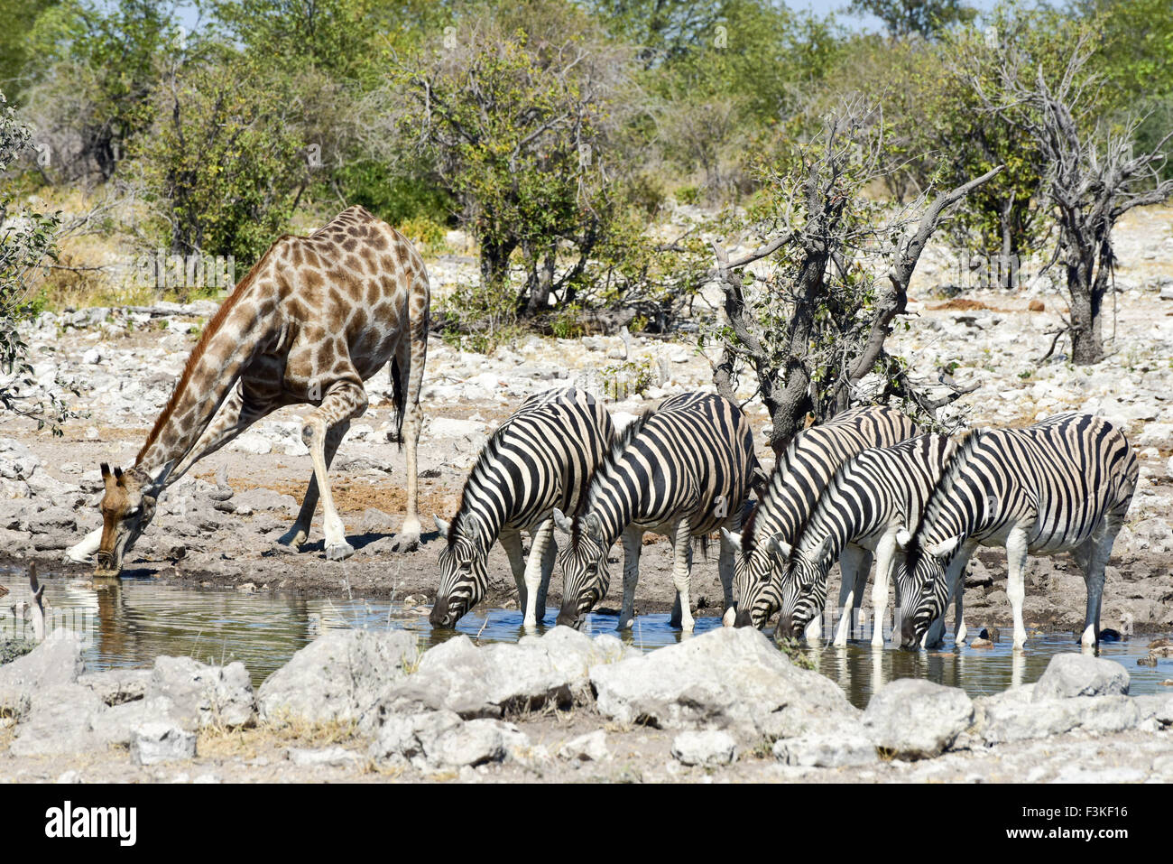 Zèbre et girafe boire à un trou d'eau à l'état sauvage dans le parc national d'Etosha, Namibie, Afrique. Banque D'Images