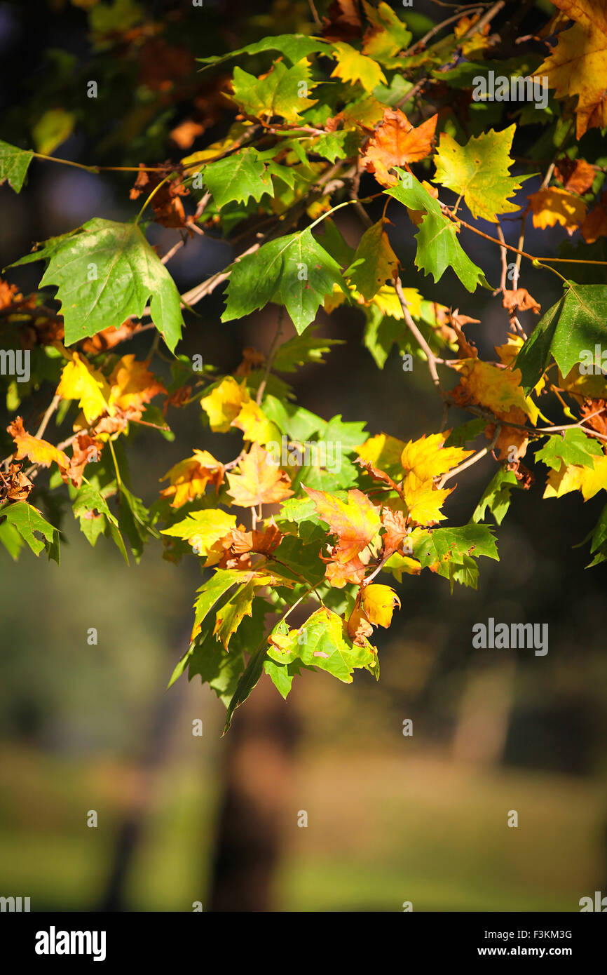 Feuillage coloré en automne. Full Frame Banque D'Images