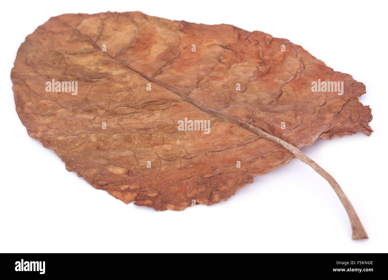 Feuille feuilles de tabac brun cigare sec isolé de l'usine Banque D'Images Feuille feuilles de tabac brun cigare sec isolé de l'usine Banque D'Images