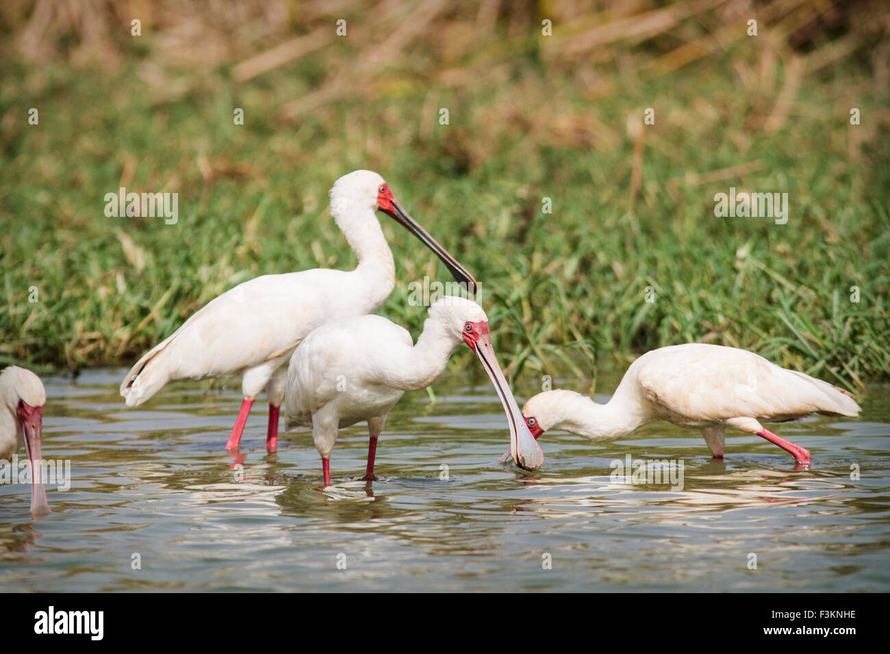 Spatules d'Afrique (Platalea alba), l'alimentation du Parc National du Djoudj, au Sénégal Banque D'Images