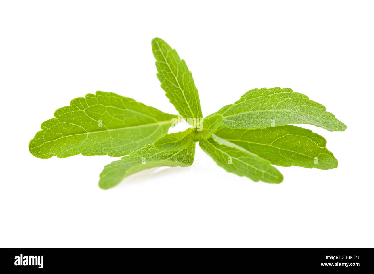Les feuilles de stevia rebaudiana isolated on white Banque D'Images
