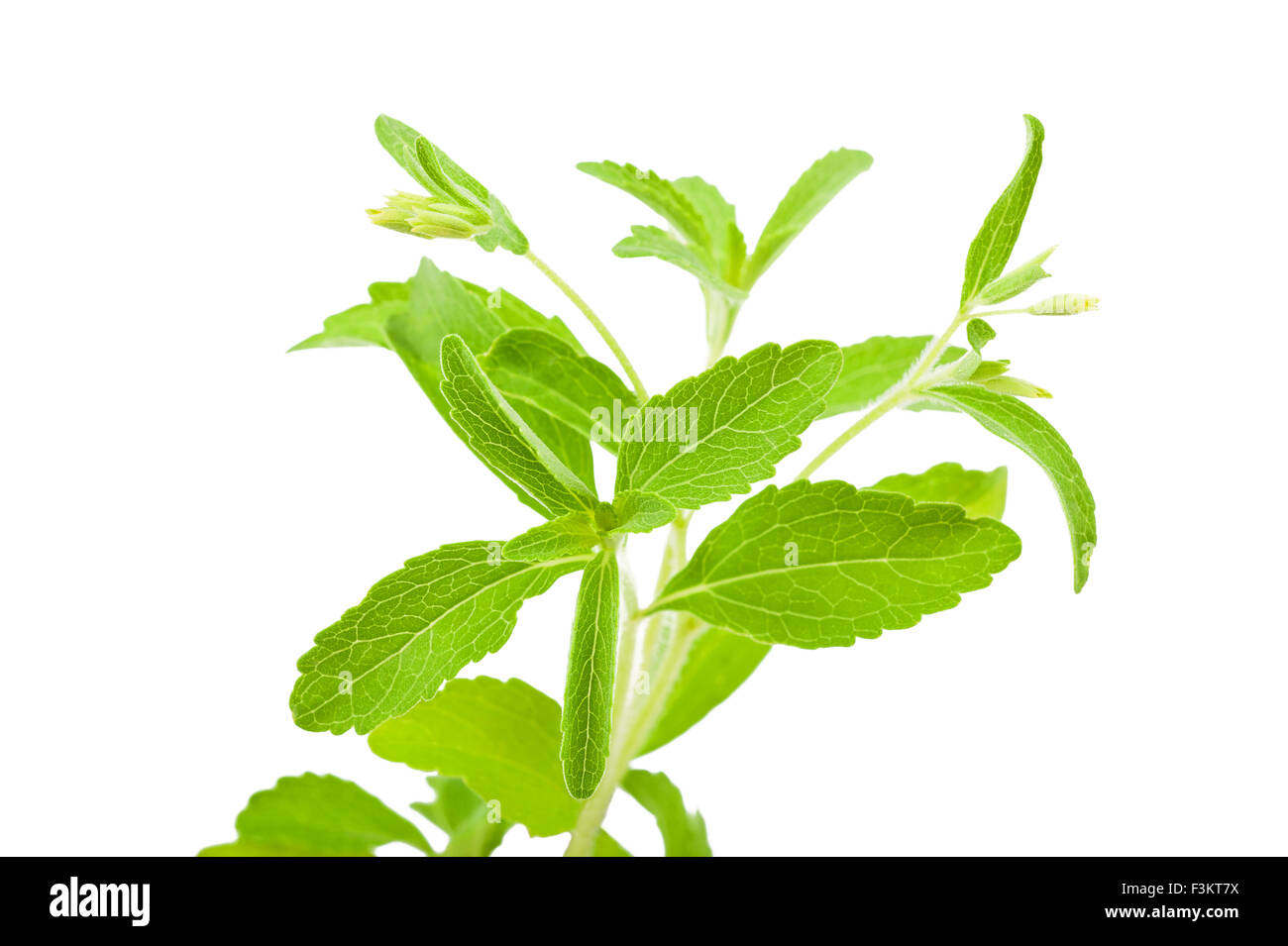 Les feuilles de stevia rebaudiana isolated on white Banque D'Images