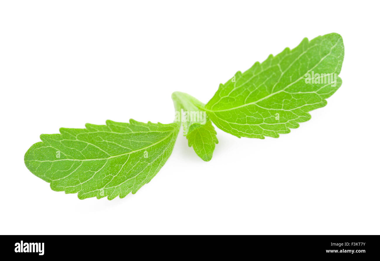 Les feuilles de stevia isolated on white Banque D'Images