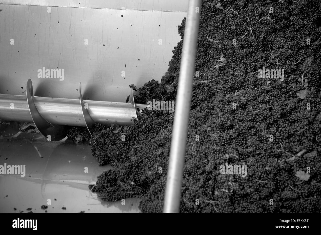 Les raisins de la récolte dans la trémie pour de-stemmer Banque D'Images