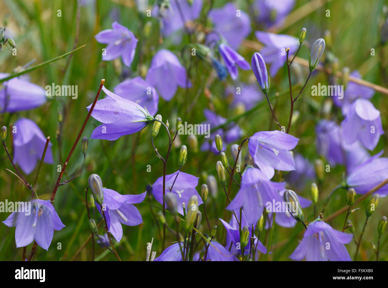 Harebells, Campanula rotundifolia. Banque D'Images