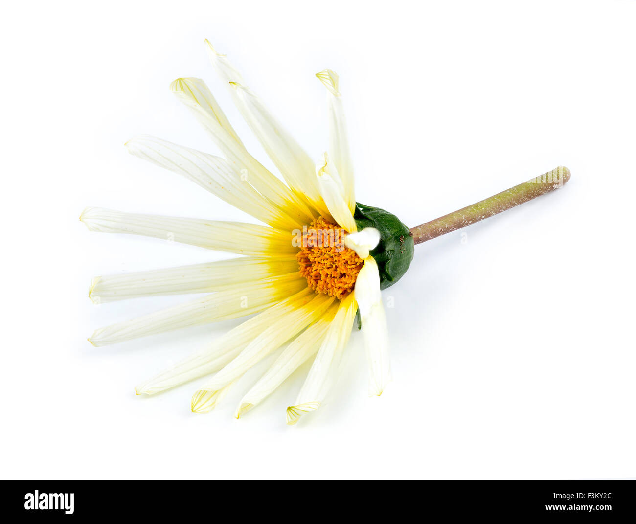 Orange, blanc, jaune et vert Asteraceae daisy flower against white background Banque D'Images