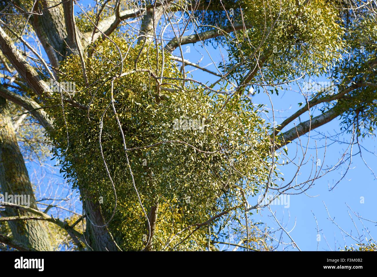 Le gui, Worcestershire, Angleterre. Banque D'Images