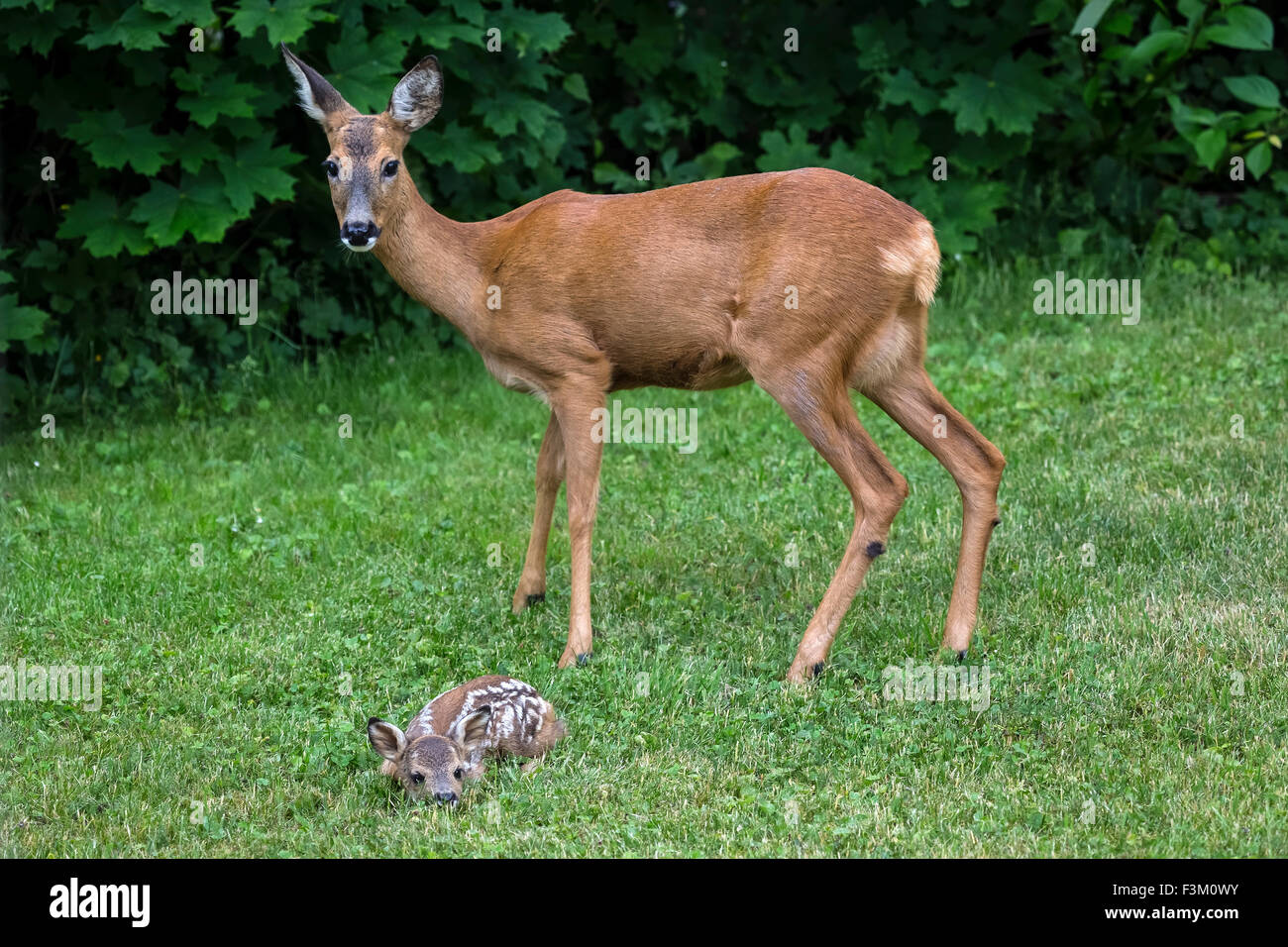 Le Chevreuil Capreolus Capreolus Avec Un Bebe Chevreuil Photo Stock Alamy