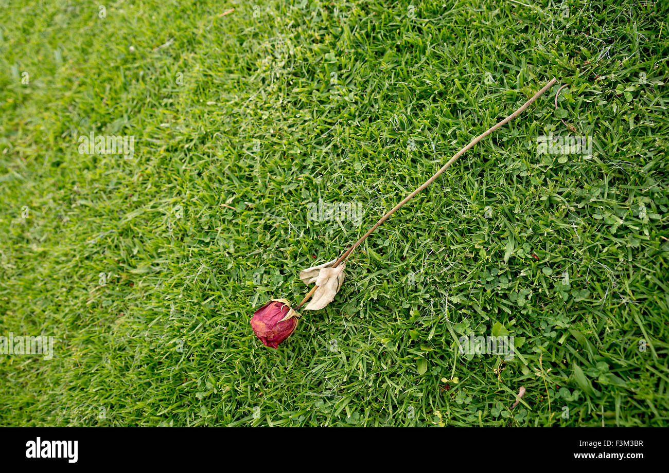 Vieux Rose flétrie allongé seul sur l'herbe verte Banque D'Images