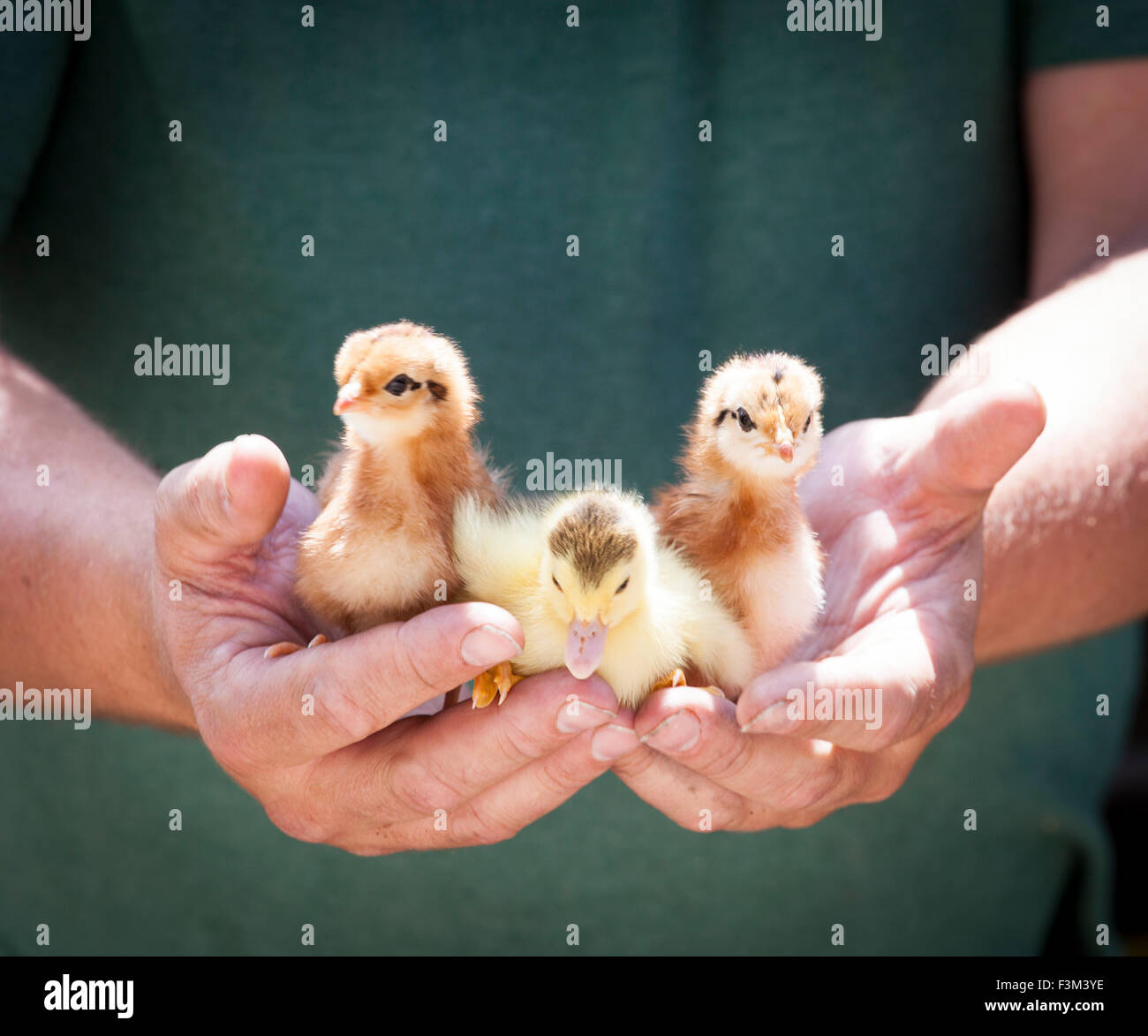 Les poulets de bébé entre les mains de l'homme Banque D'Images