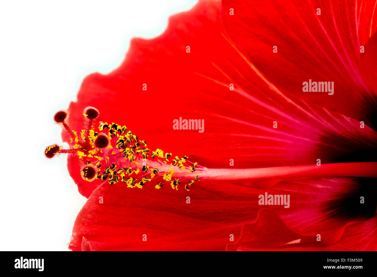 Macro extrême de belle rose rouge fleur d'hibiscus Banque D'Images