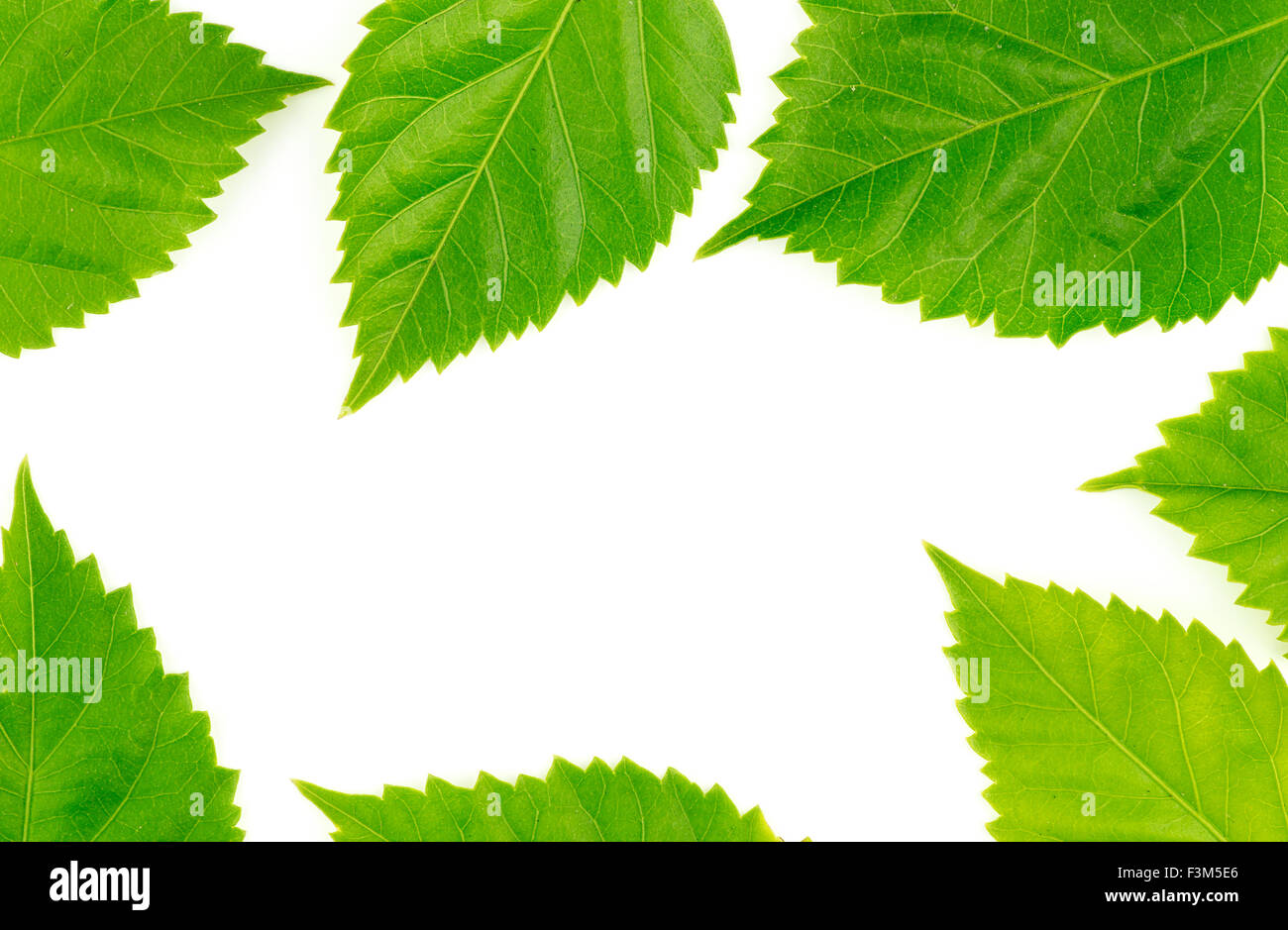 Châssis alimentation nature avec des feuilles vertes Banque D'Images
