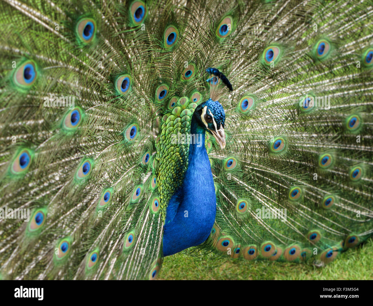 Peacock montrant la queue Banque D'Images