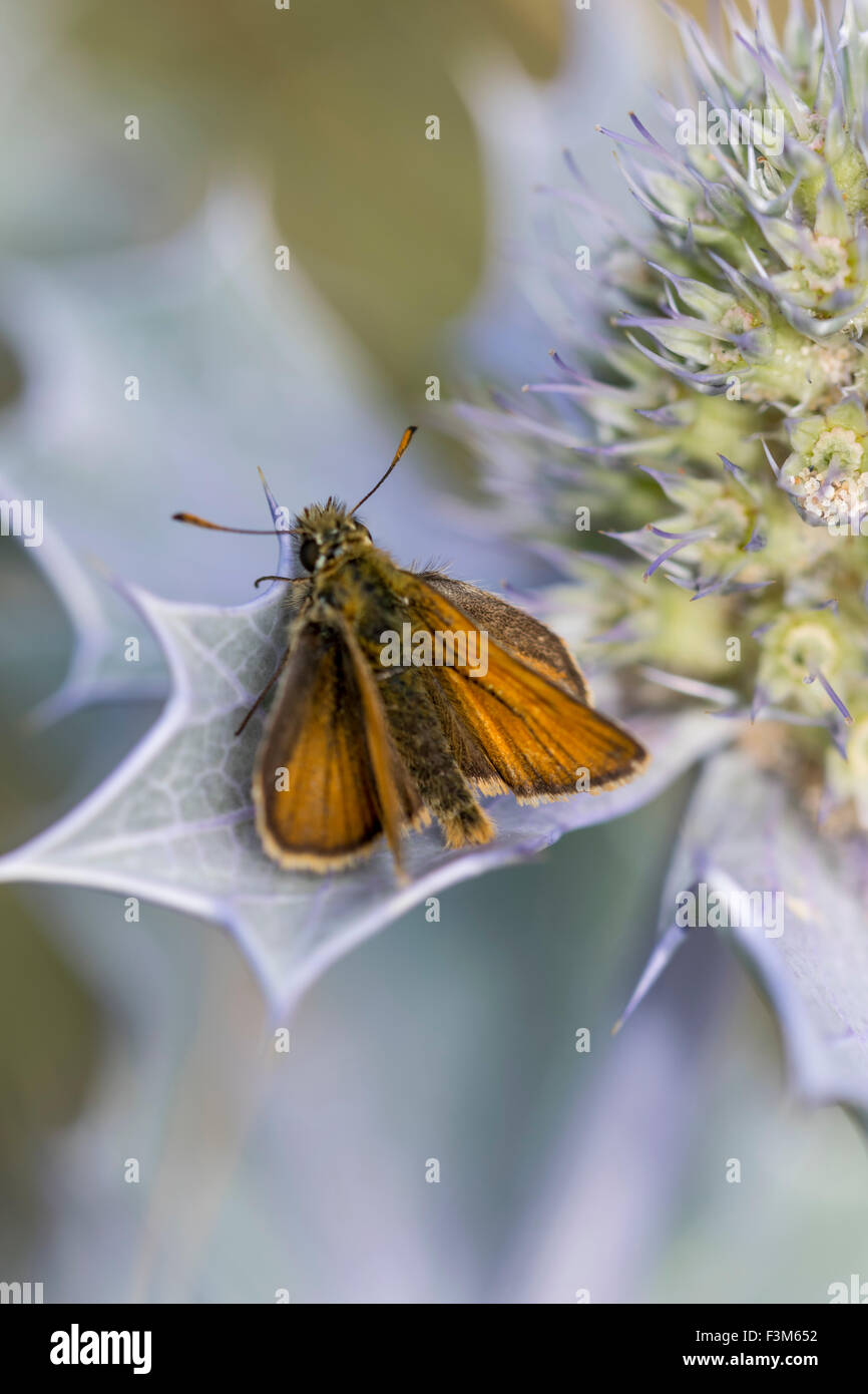 Grand Papillon Hespérie Ochlodes venatus reposant sur mer Holly Eryngium maritimum à Morfa sandunes Conwy dans le Nord du Pays de Galles Banque D'Images