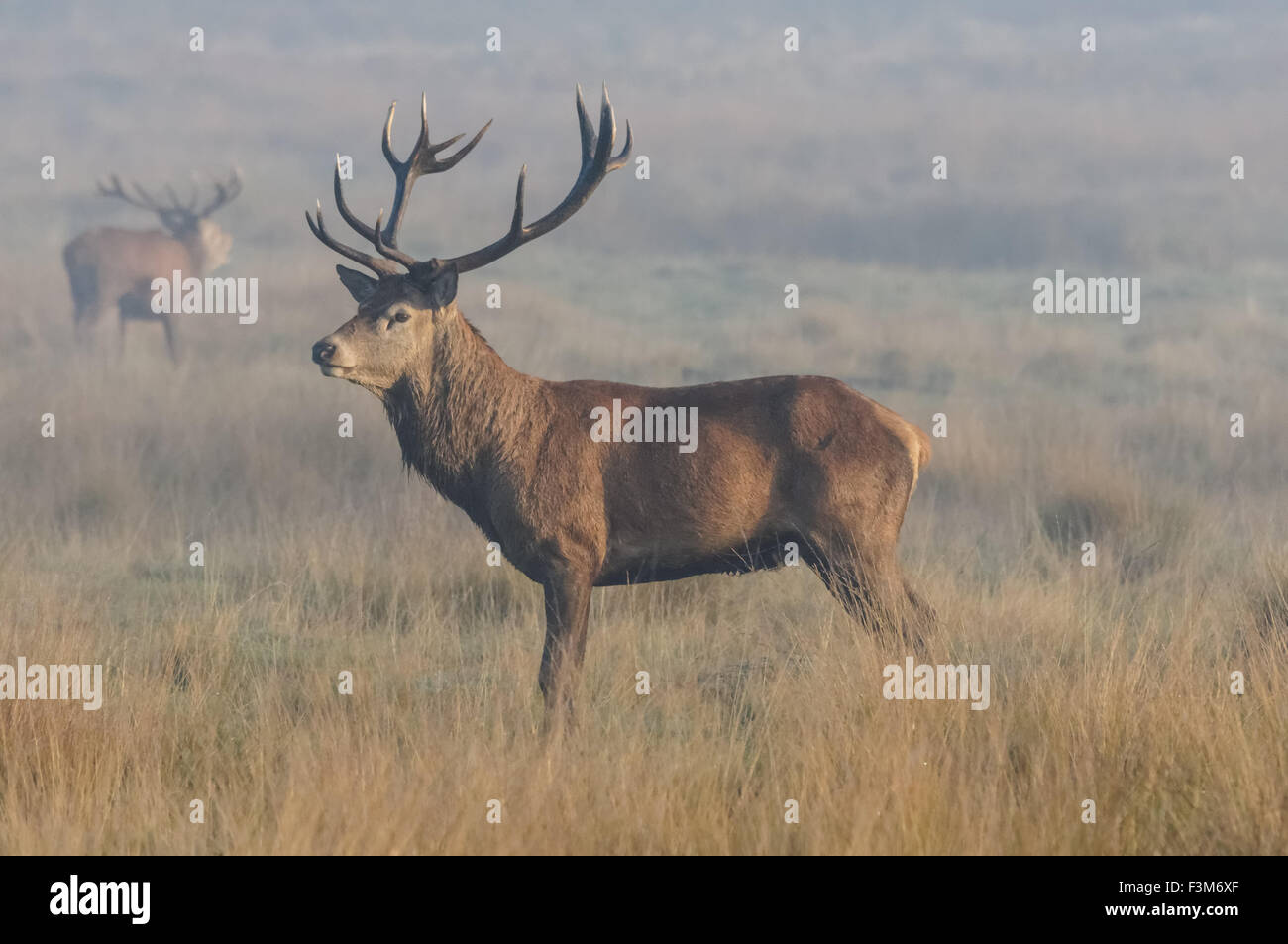Matin brumeux à Richmond Park, Londres Angleterre Royaume-Uni UK Banque D'Images