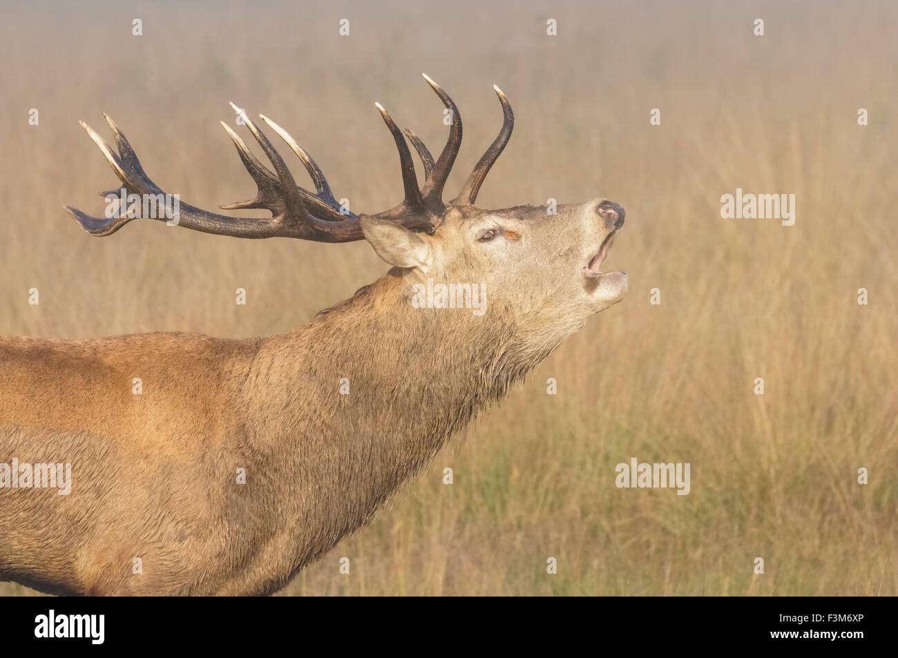 cerf avec de grands bois de roaring d'antilers dans une forêt Banque D'Images