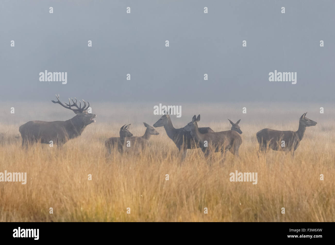 cerf avec de grands bois dans une forêt Banque D'Images