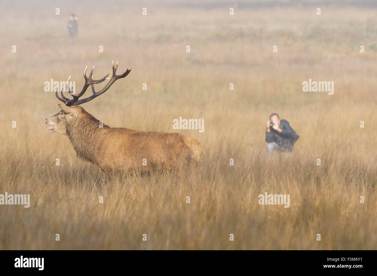 Des photographes à Richmond Park, Londres Angleterre Royaume-Uni UK Banque D'Images