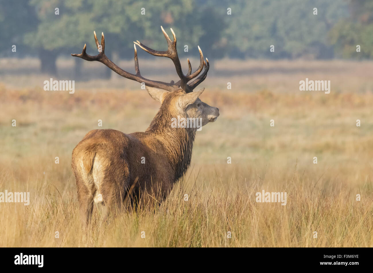 Virginie à Richmond Park, Londres Angleterre Royaume-Uni UK Banque D'Images
