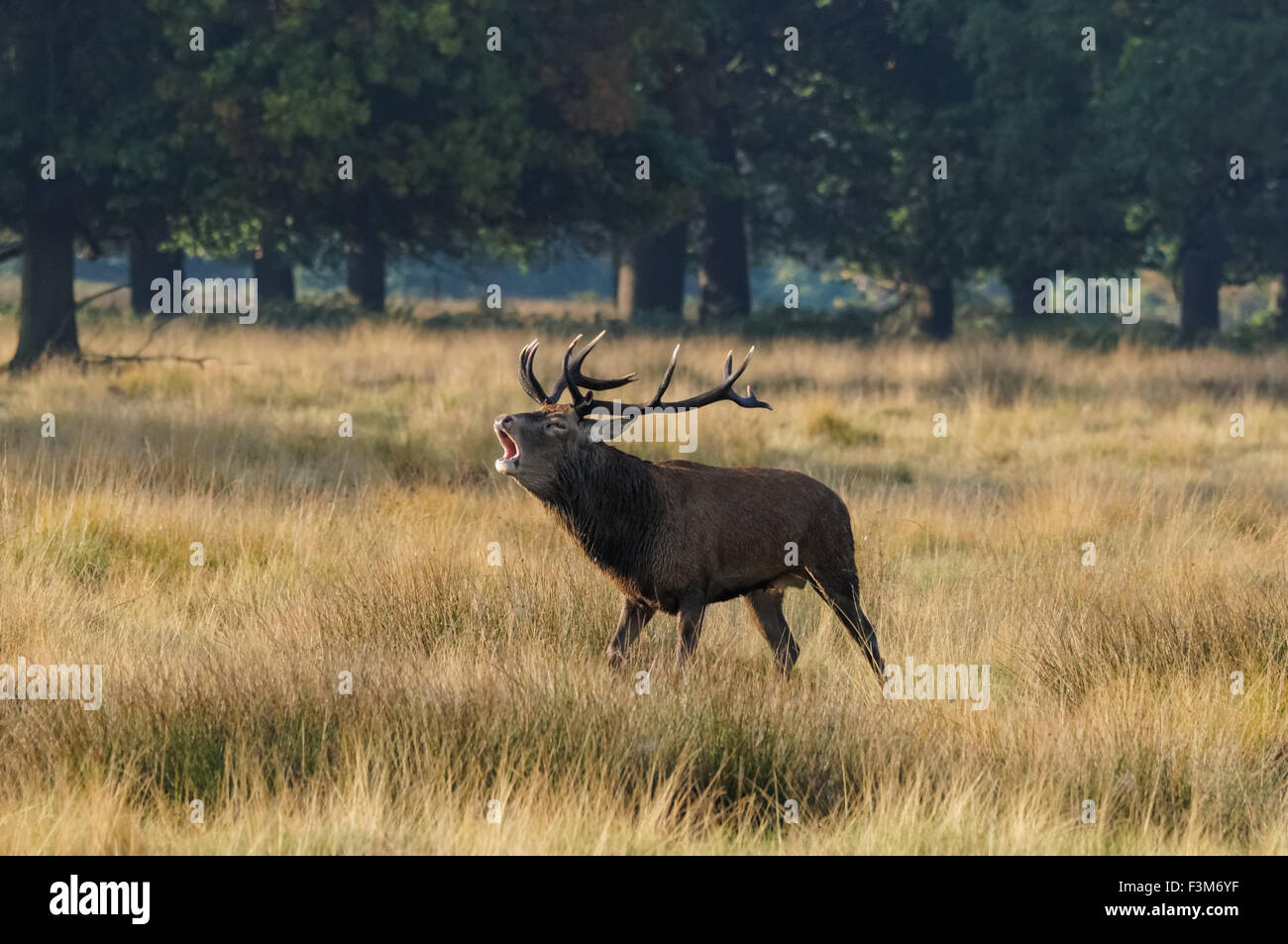 cerf avec de grands bois de roaring d'antilers dans une forêt Banque D'Images