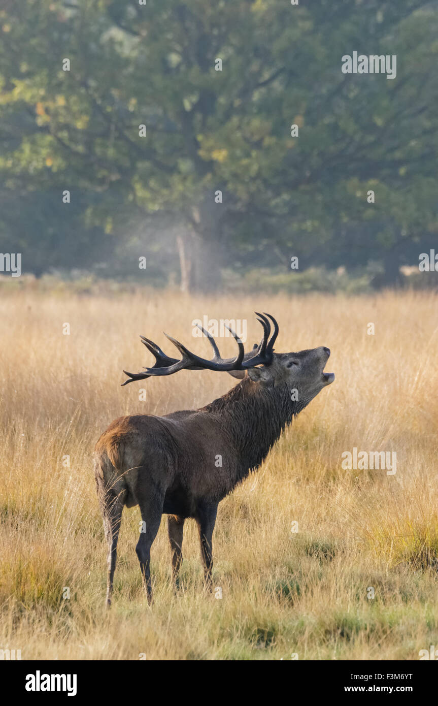 cerf avec de grands bois de roaring d'antilers dans une forêt Banque D'Images