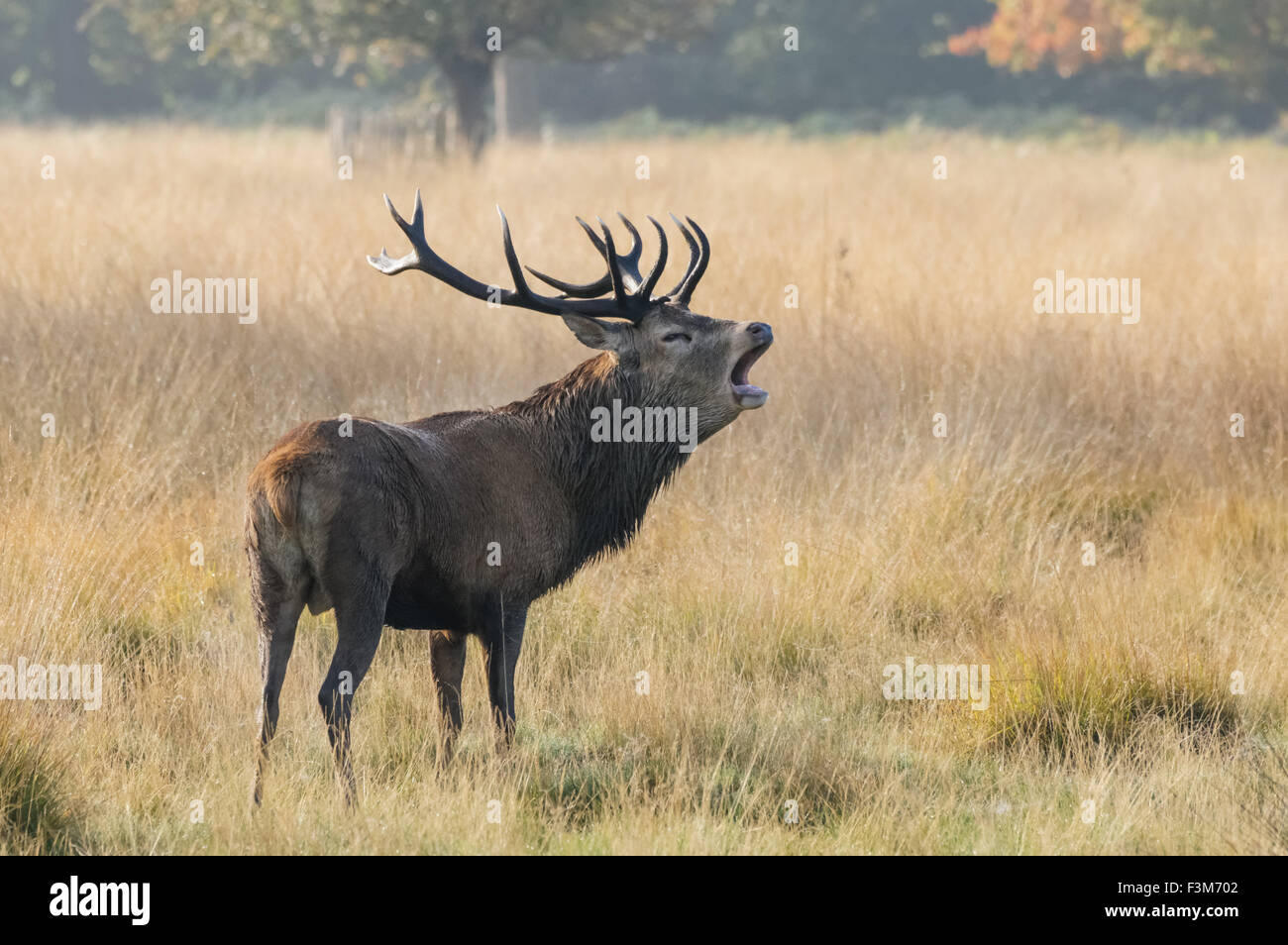 cerf avec de grands bois de roaring d'antilers dans une forêt Banque D'Images